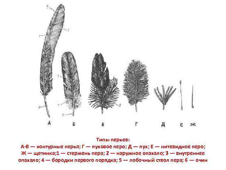 Типы перьев: А-В — контурные перья; Г — пуховое перо; Д — пух; Е