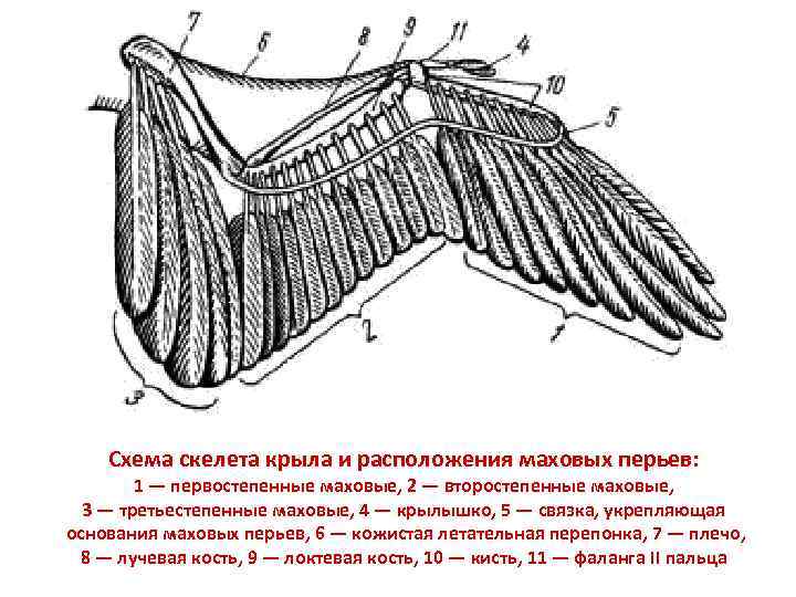 Схема скелета крыла и расположения маховых перьев: 1 — первостепенные маховые, 2 — второстепенные