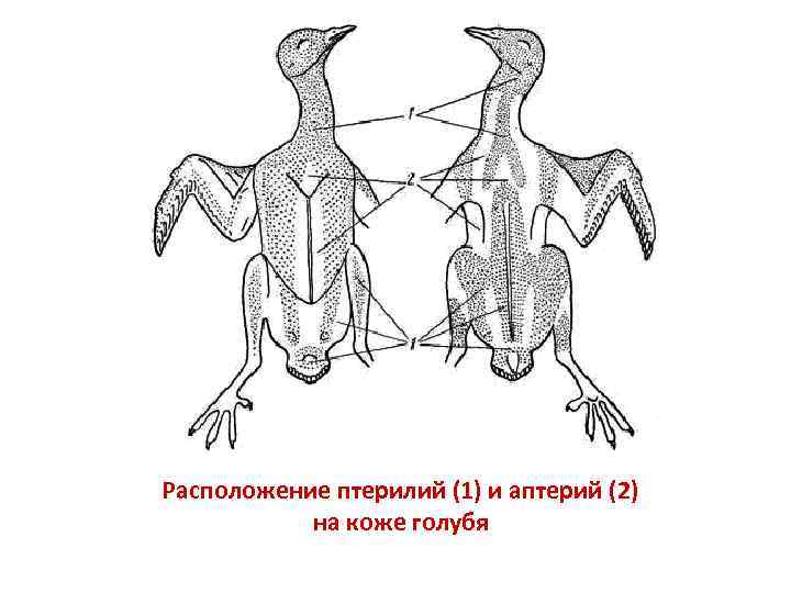 Расположение птерилий (1) и аптерий (2) на коже голубя 