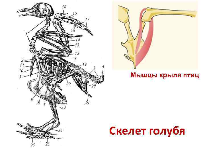 Мышцы крыла птиц Скелет голубя 