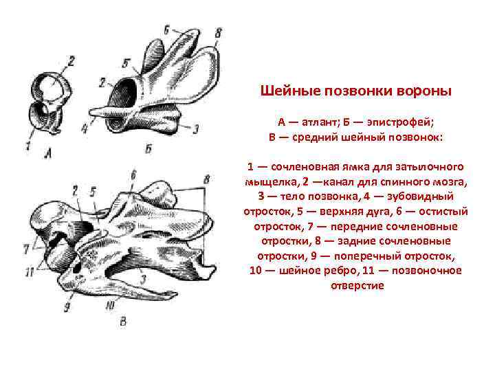 Шейные позвонки вороны А — атлант; Б — эпистрофей; В — средний шейный позвонок: