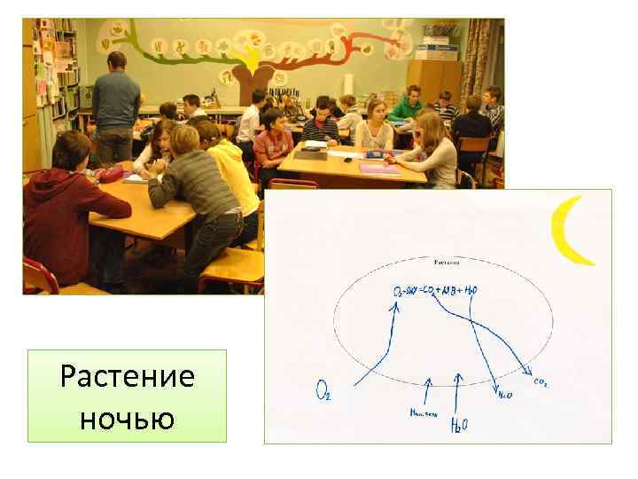 Растение ночью 