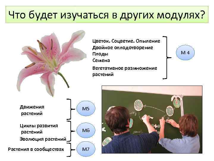 Что будет изучаться в других модулях? Цветок. Соцветие. Опыление Двойное оплодотворение Плоды Семена Вегетативное