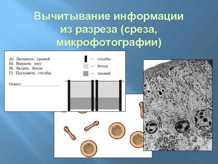 Вычитывание информации из разреза (среза, микрофотографии) 