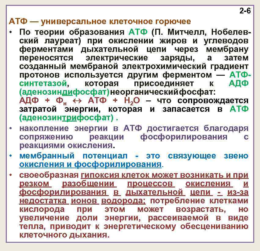 2 -6 АТФ — универсальное клеточное горючее • По теории образования АТФ (П. Митчелл,