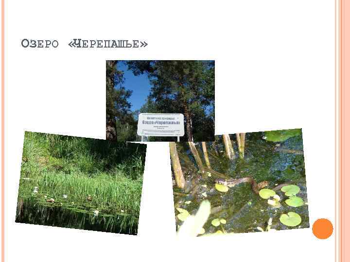 ОЗЕРО « ЕРЕПАШЬЕ» Ч 