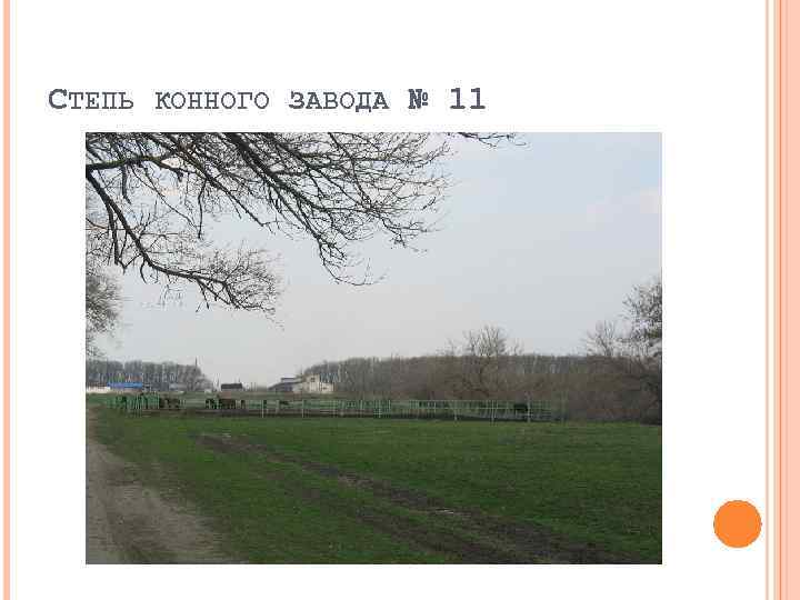 СТЕПЬ КОННОГО ЗАВОДА № 11 