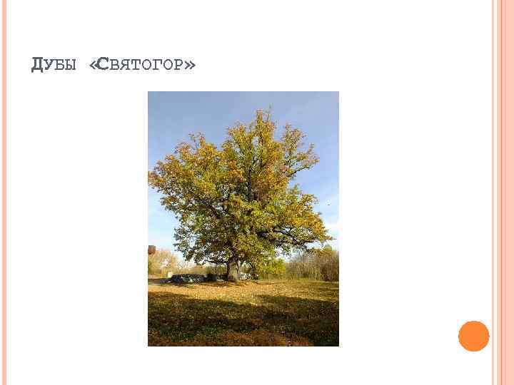 ДУБЫ « ВЯТОГОР» С 