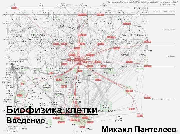 http: //abeautifulwww. com/2008/05/29/network-visualization-for-systems-biology/ Биофизика клетки Введение Михаил Пантелеев 