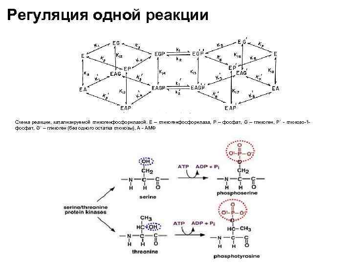 Что такое схема реакции