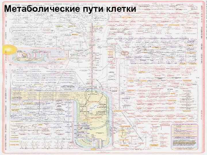 Карта метаболических путей