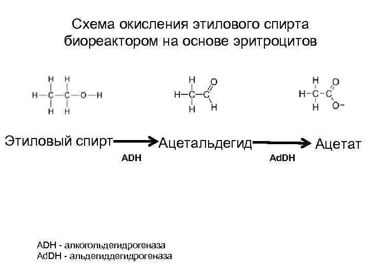 Схема окисления этилового спирта биореактором на основе эритроцитов Этиловый спирт Ацетальдегид ADH - алкогольдегидрогеназа
