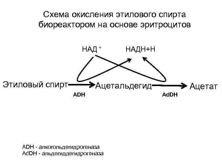 Схема окисления этилового спирта биореактором на основе эритроцитов НАД + Этиловый спирт НАДН+Н Ацетальдегид