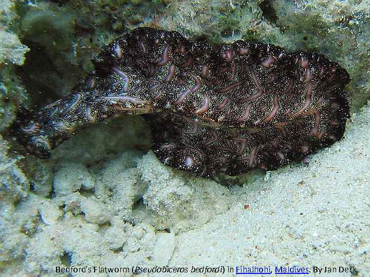 Bedford's Flatworm (Pseudobiceros bedfordi) in Fihalhohi, Maldives. By Jan Derk 