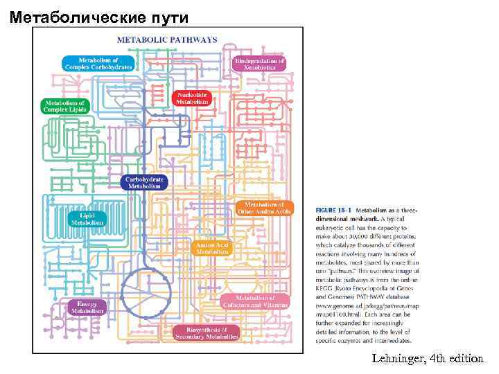 Метаболические пути Lehninger, 4 th edition 