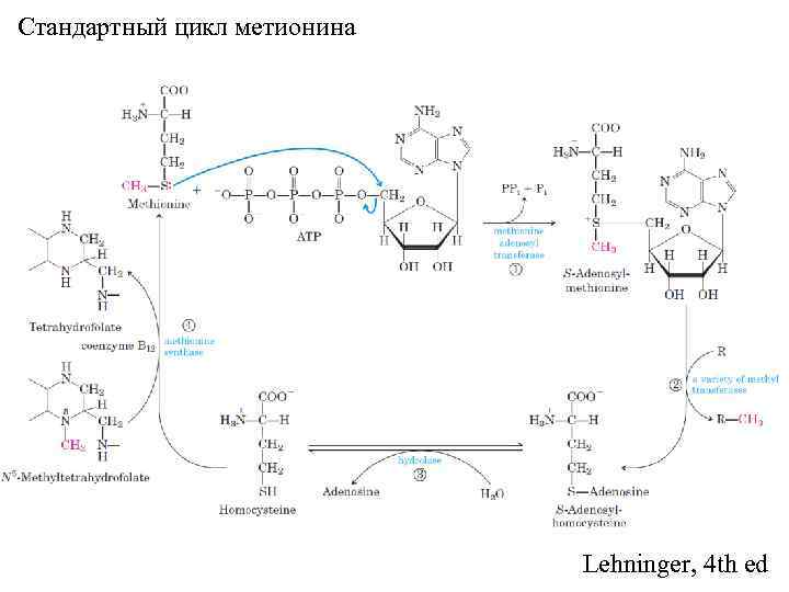 Стандартный цикл метионина Lehninger, 4 th ed 