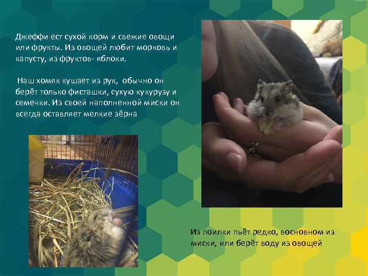Джеффи ест сухой корм и свежие овощи или фрукты. Из овощей любит морковь и