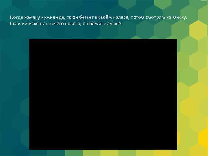 Когда хомяку нужна еда, то он бегает в своём колесе, потом смотрим на миску.