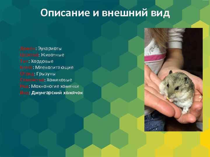 Описание и внешний вид Домен: Эукариоты Царство: Животные Тип: Хордовые Класс: Млекопитающие Отряд: Грызуны