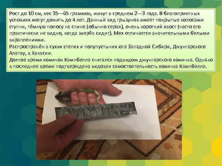 Рост до 10 см, вес 35— 65 граммов, живут в среднем 2— 3 года.