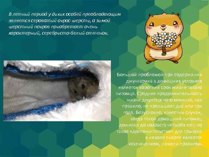 В летний период у диких особей преобладающим является сероватый окрас шерсти, а зимой шерстный