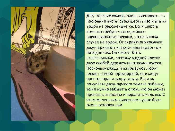 Джунгарские хомяки очень чистоплотны и постоянно чистят свою шерсть. Но мыть их водой не