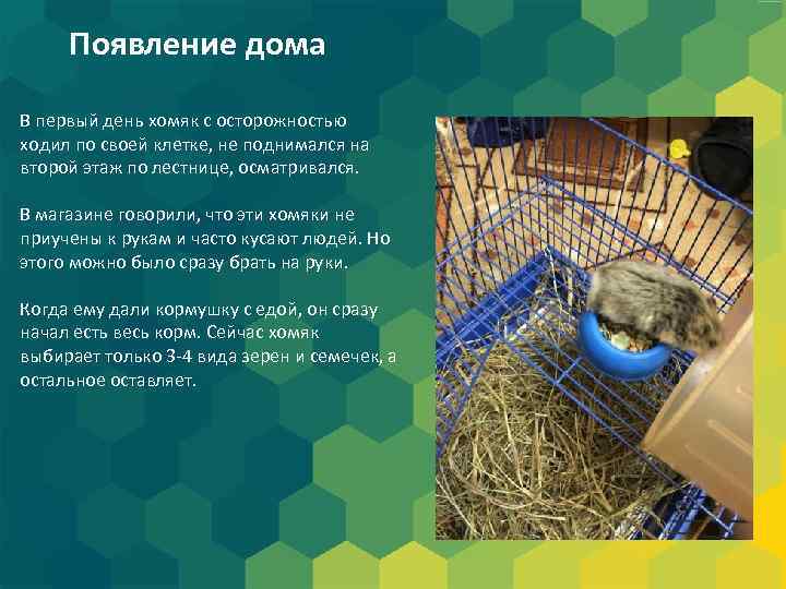 Появление дома В первый день хомяк с осторожностью ходил по своей клетке, не поднимался