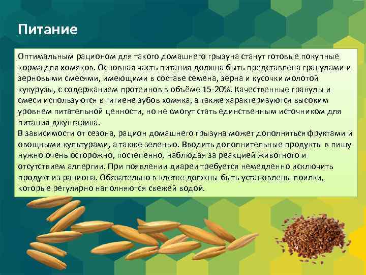 Питание Оптимальным рационом для такого домашнего грызуна станут готовые покупные корма для хомяков. Основная