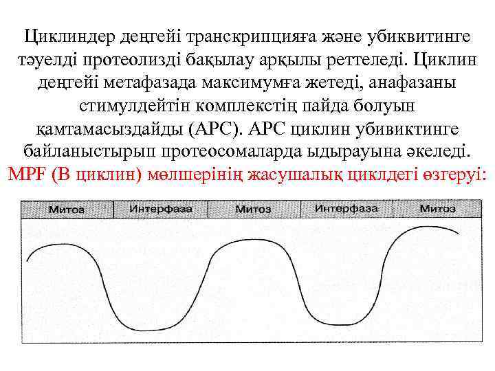 Циклиндер деңгейі транскрипцияға және убиквитинге тәуелді протеолизді бақылау арқылы реттеледі. Циклин деңгейі метафазада максимумға