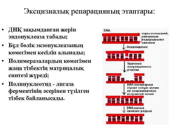 Эксцизиалық репарацияның этаптары: • ДНҚ зақымданған жерін эндонуклеаза табады; • Бұл бөлік экзонуклеазаның көмегімен
