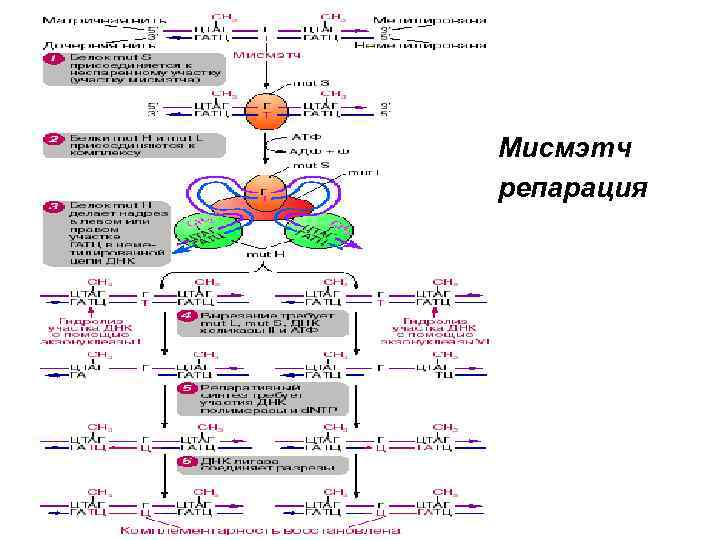 Мисмэтч репарация 