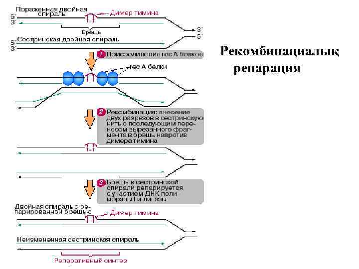 Рекомбинациалық репарация 