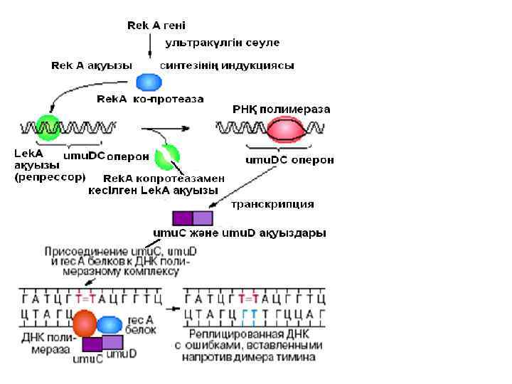  • SOS - репарация 