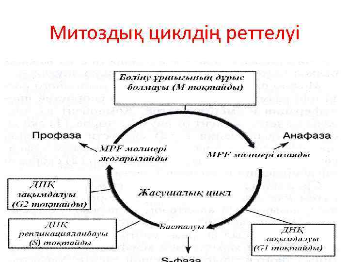 Митоздық циклдің реттелуі 