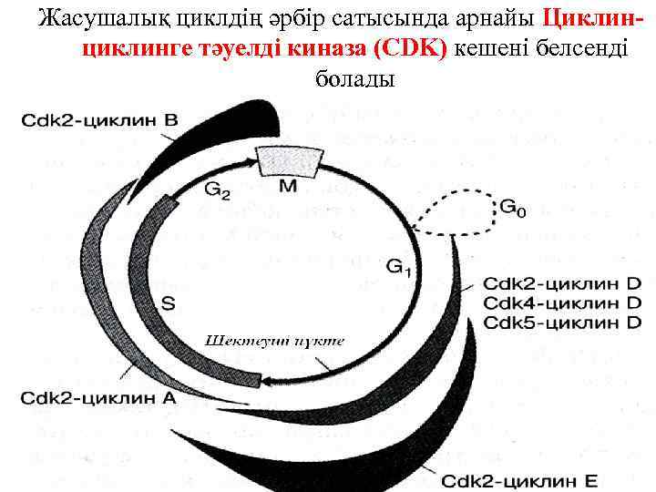 Жасушалық циклдің әрбір сатысында арнайы Циклинциклинге тәуелді киназа (CDK) кешені белсенді болады 