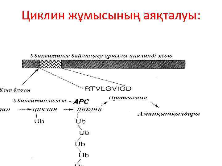 Циклин жұмысының аяқталуы: 