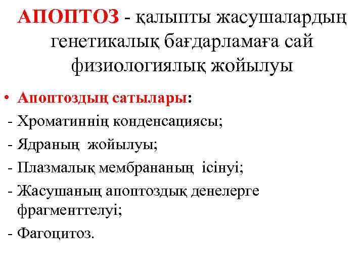 АПОПТОЗ - қалыпты жасушалардың генетикалық бағдарламаға сай физиологиялық жойылуы • Апоптоздың сатылары: - Хроматиннің