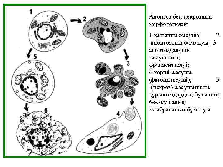 Апоптоз бен некроздың морфологиясы 1 -қалыпты жасуша; 2 -апоптоздың басталуы; 3 апоптоздалушы жасушаның фрагменттелуі;