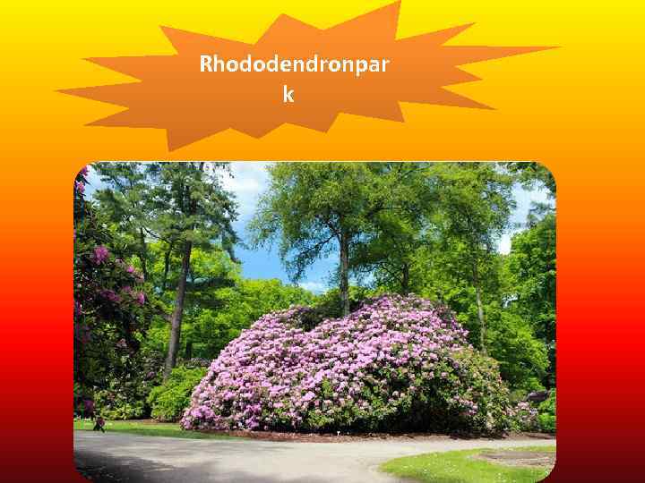 Rhododendronpar k 