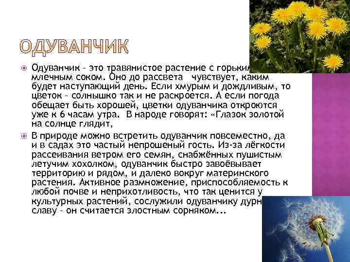  Одуванчик – это травянистое растение с горьким млечным соком. Оно до рассвета чувствует,
