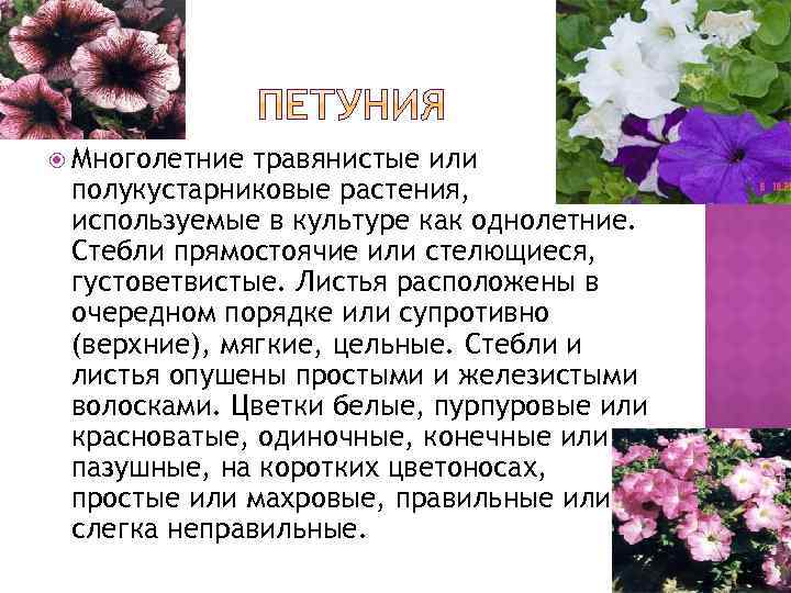  Многолетние травянистые или полукустарниковые растения, используемые в культуре как однолетние. Стебли прямостоячие или