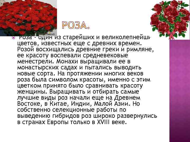  Роза - один из старейших и великолепнейших цветов, известных еще с древних времен.
