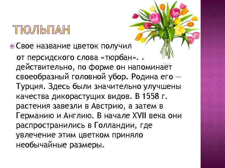  Свое название цветок получил от персидского слова «тюрбан» . И действительно, по форме