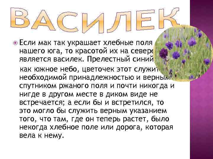  Если мак так украшает хлебные поля нашего юга, то красотой их на севере