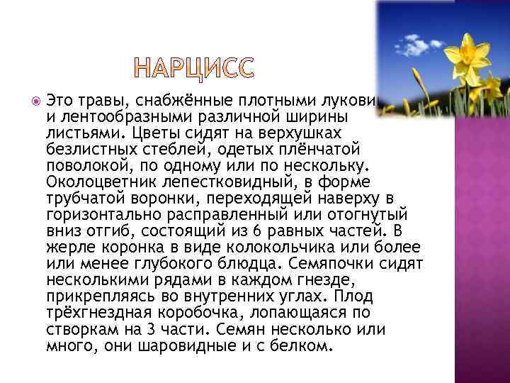  Это травы, снабжённые плотными луковицами и лентообразными различной ширины листьями. Цветы сидят на
