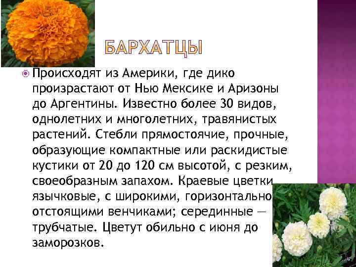  Происходят из Америки, где дико произрастают от Нью Мексике и Аризоны до Аргентины.