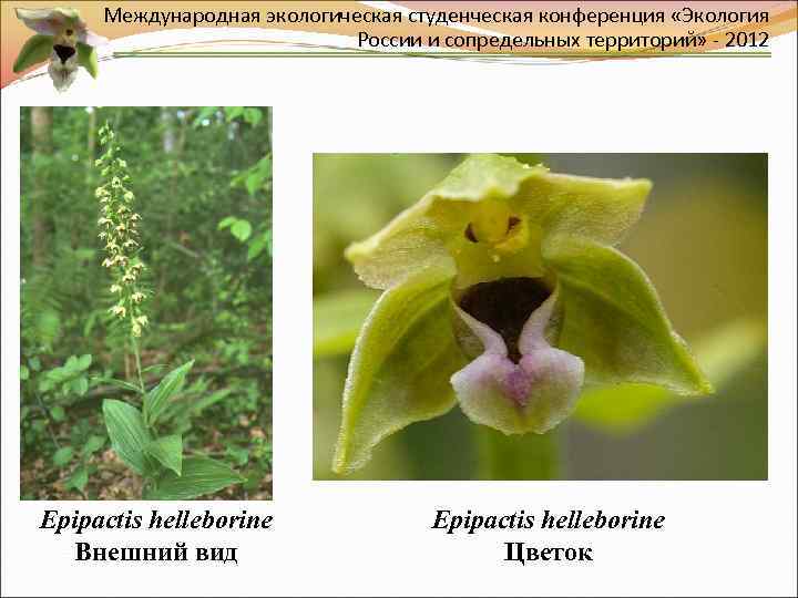 Международная экологическая студенческая конференция «Экология России и сопредельных территорий» - 2012 Epipactis helleborine Внешний