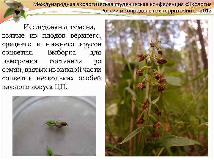 Международная экологическая студенческая конференция «Экология России и сопредельных территорий» - 2012 Исследованы семена, взятые
