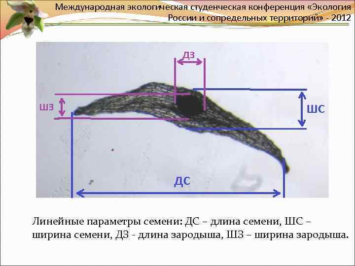 Международная экологическая студенческая конференция «Экология России и сопредельных территорий» - 2012 Линейные параметры семени: