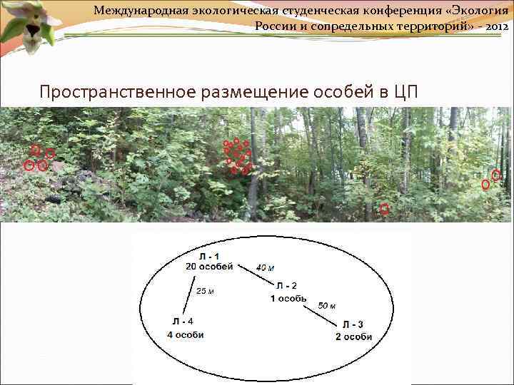 Международная экологическая студенческая конференция «Экология России и сопредельных территорий» - 2012 Пространственное размещение особей